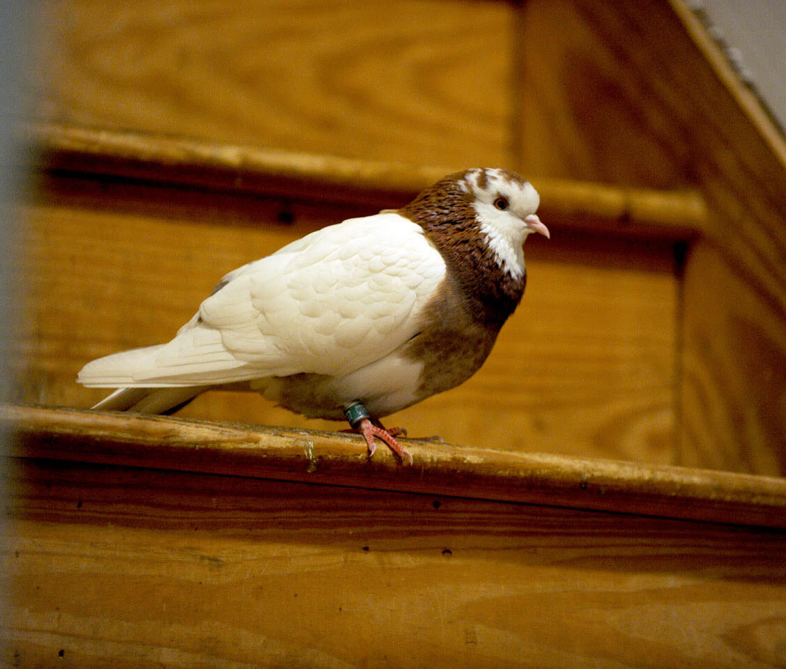 Holly's Nest Pigeon